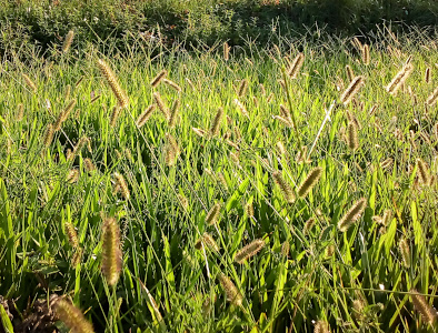 [At least several dozen foxtail plants with their tips slightly angled (to the ground protrude above the green blades of grass. The sunlight catches the outer edges of the foxtail spikes making them appear as if they glow.]